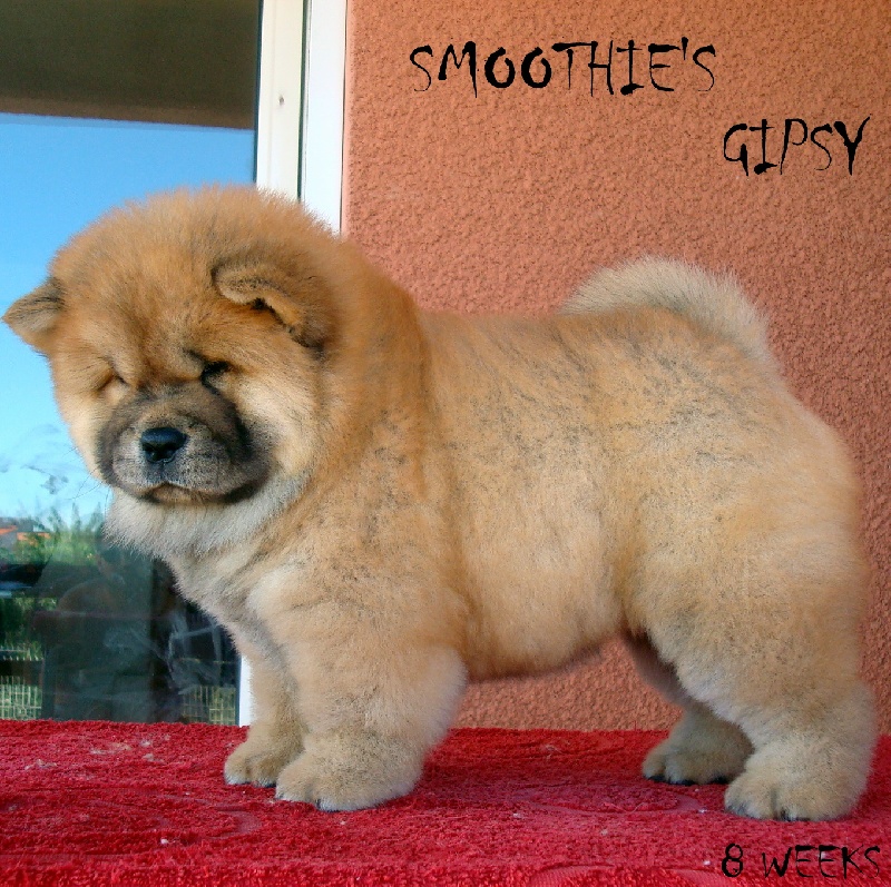 Smoothies Gipsy