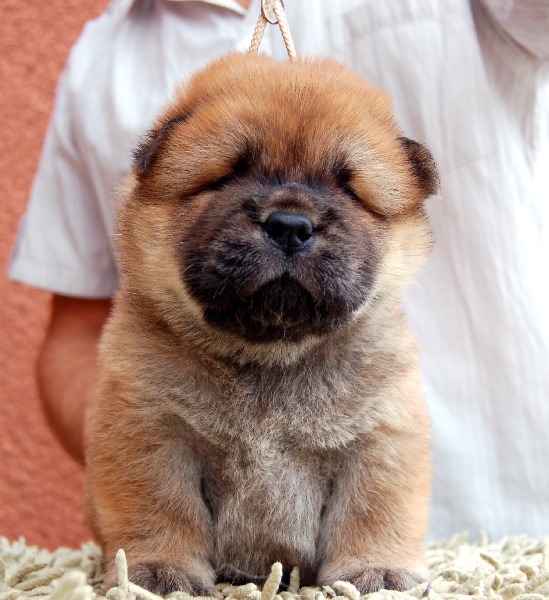chiot Chow Chow Smoothies