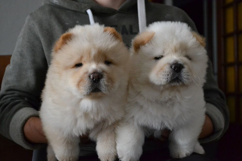 chiot Chow Chow Smoothies