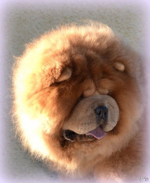 Gold is hazel bear(import it.) del fiume giallo