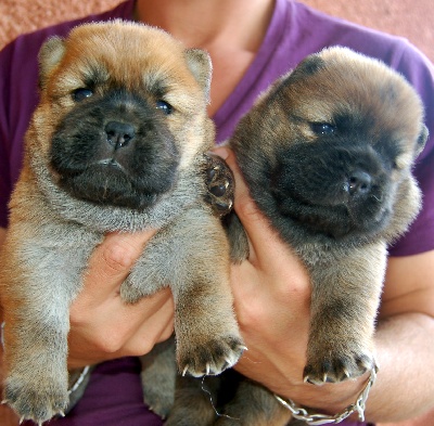 Smoothies - photo shoot for puppys!!!