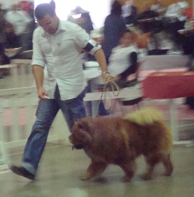 Smoothies - Che-Koan CACIB, CACS, BOB expo de Perpignan