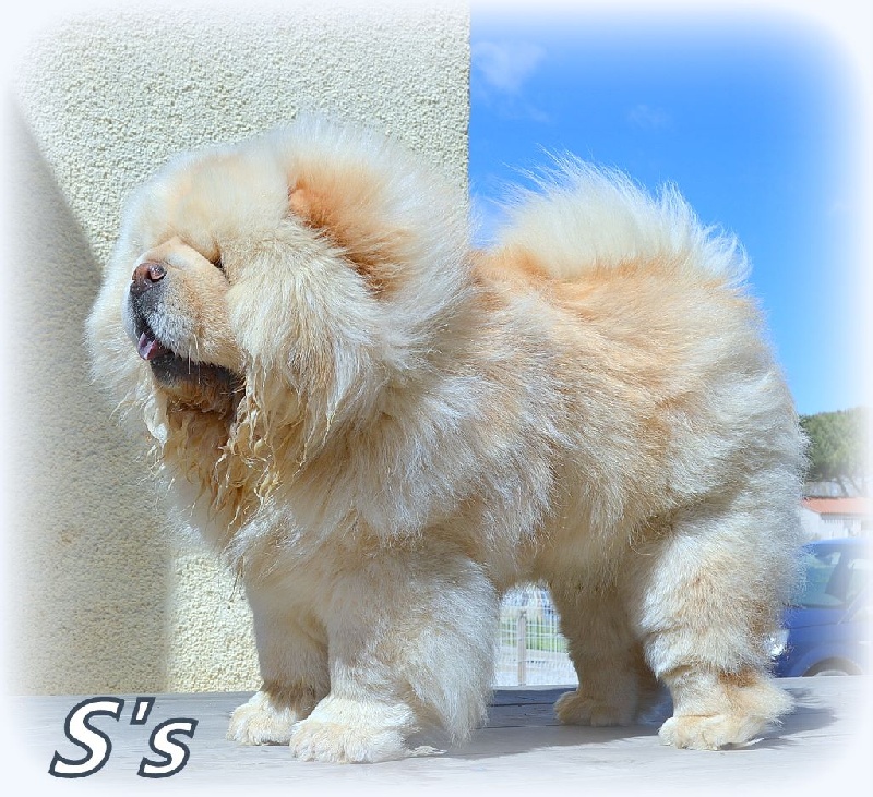 Chiot Chow Chow Smoothies