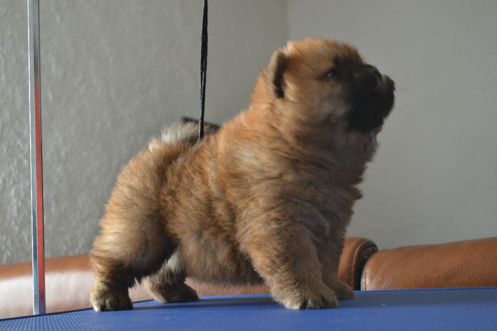 Chiot Chow Chow Smoothies