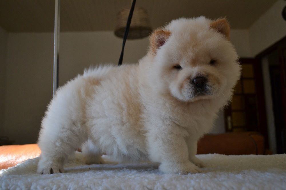OH'CHOUPI