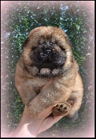 CHIOT